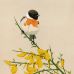 Erik van Ommen - Stonechat