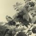 Fumiko Takeda - Sunbeams Filtering through the Leaves